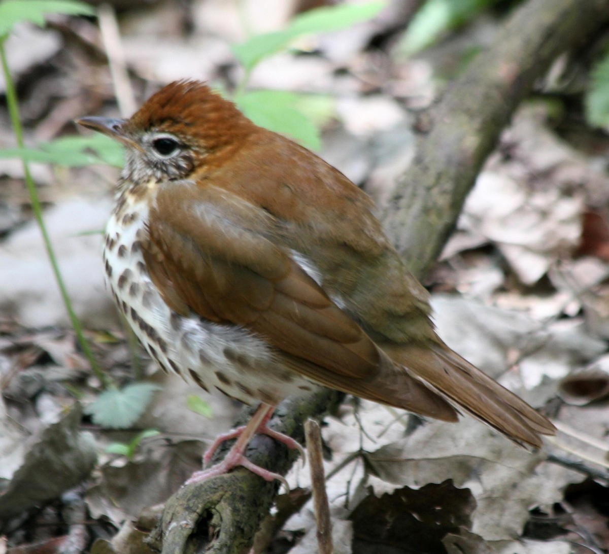 Wood Thrush - ML620720917