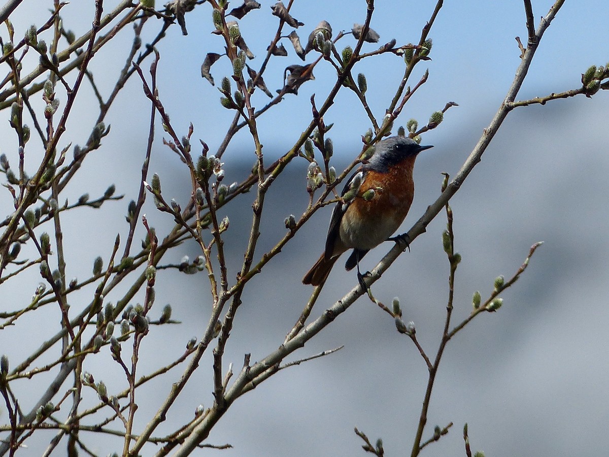 Rufous-backed Redstart - ML620720919