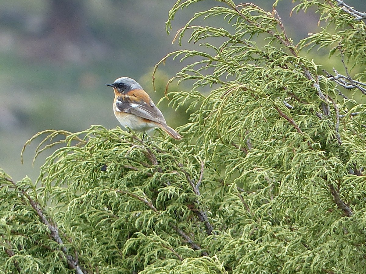 Rufous-backed Redstart - ML620720920