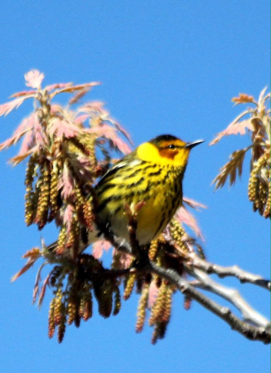 Cape May Warbler - ML620720931