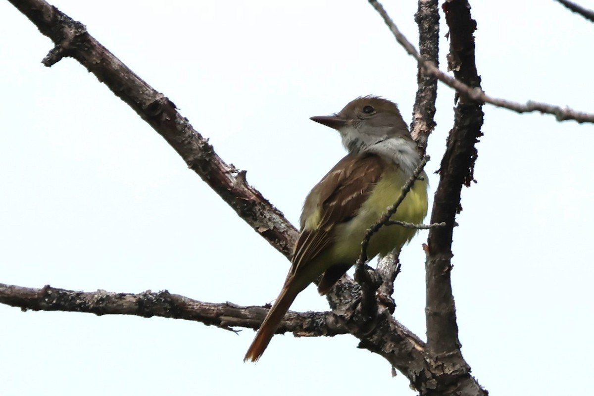 Great Crested Flycatcher - ML620720934