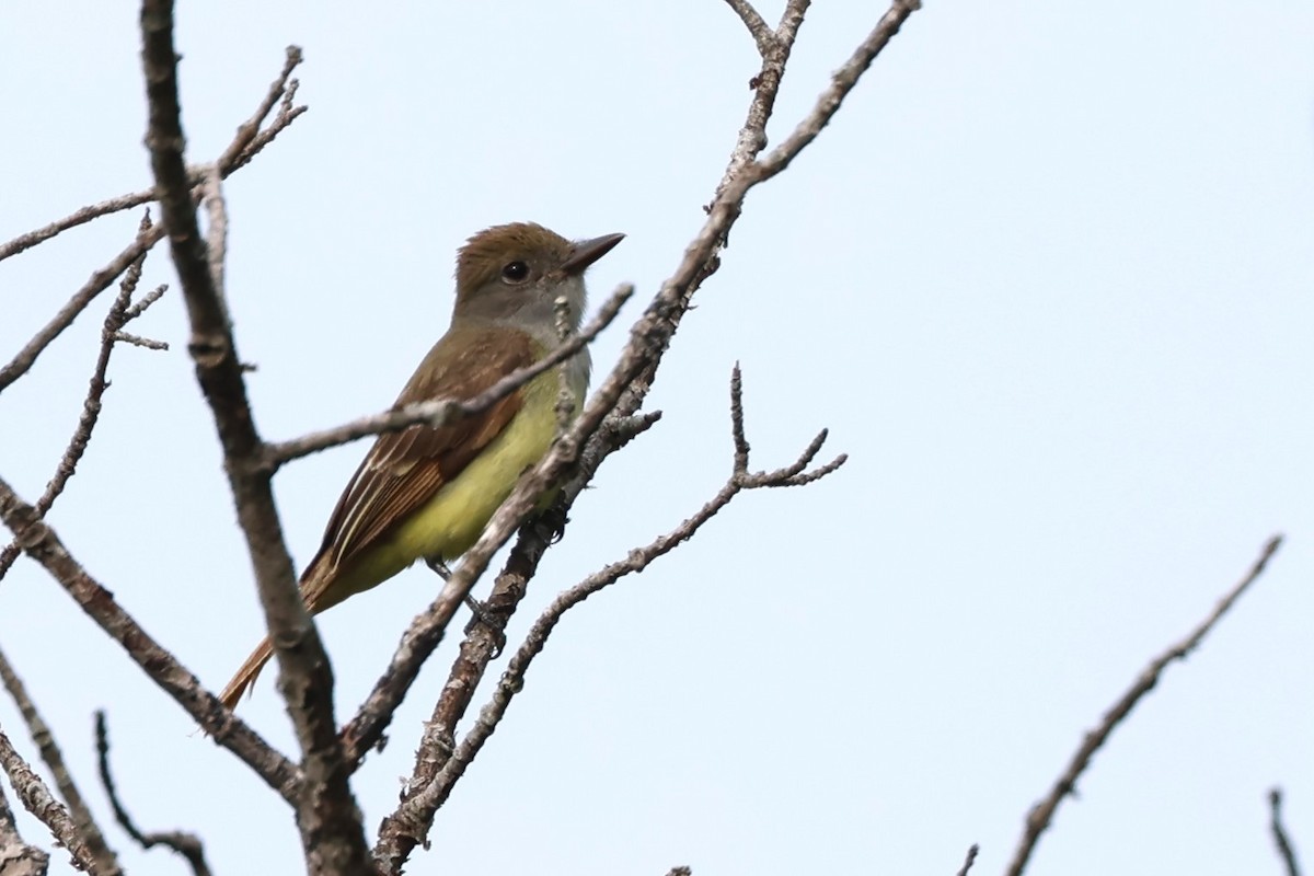 Great Crested Flycatcher - ML620720936