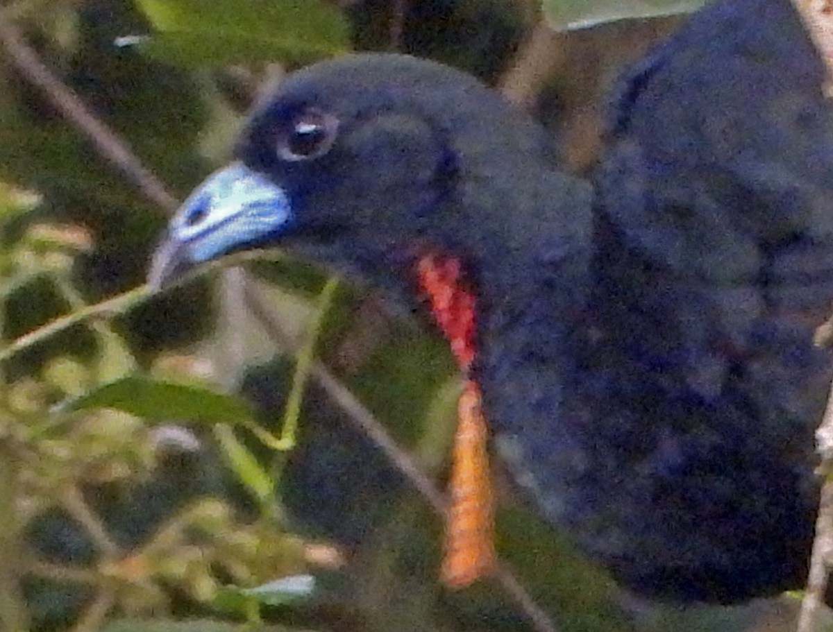 Wattled Guan - ML620720937