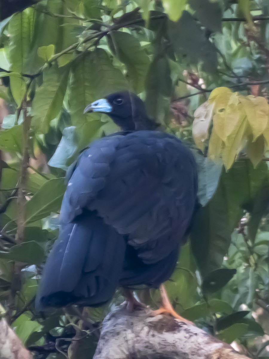 Wattled Guan - ML620720938