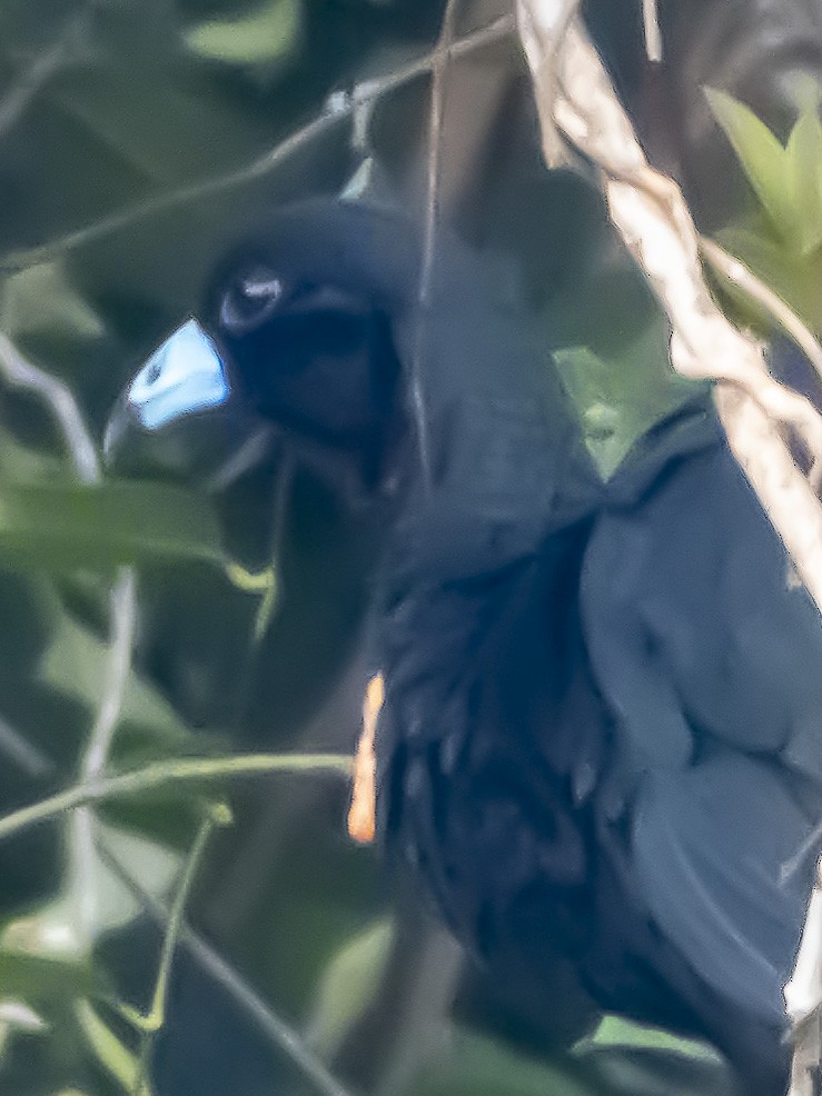 Wattled Guan - ML620720939