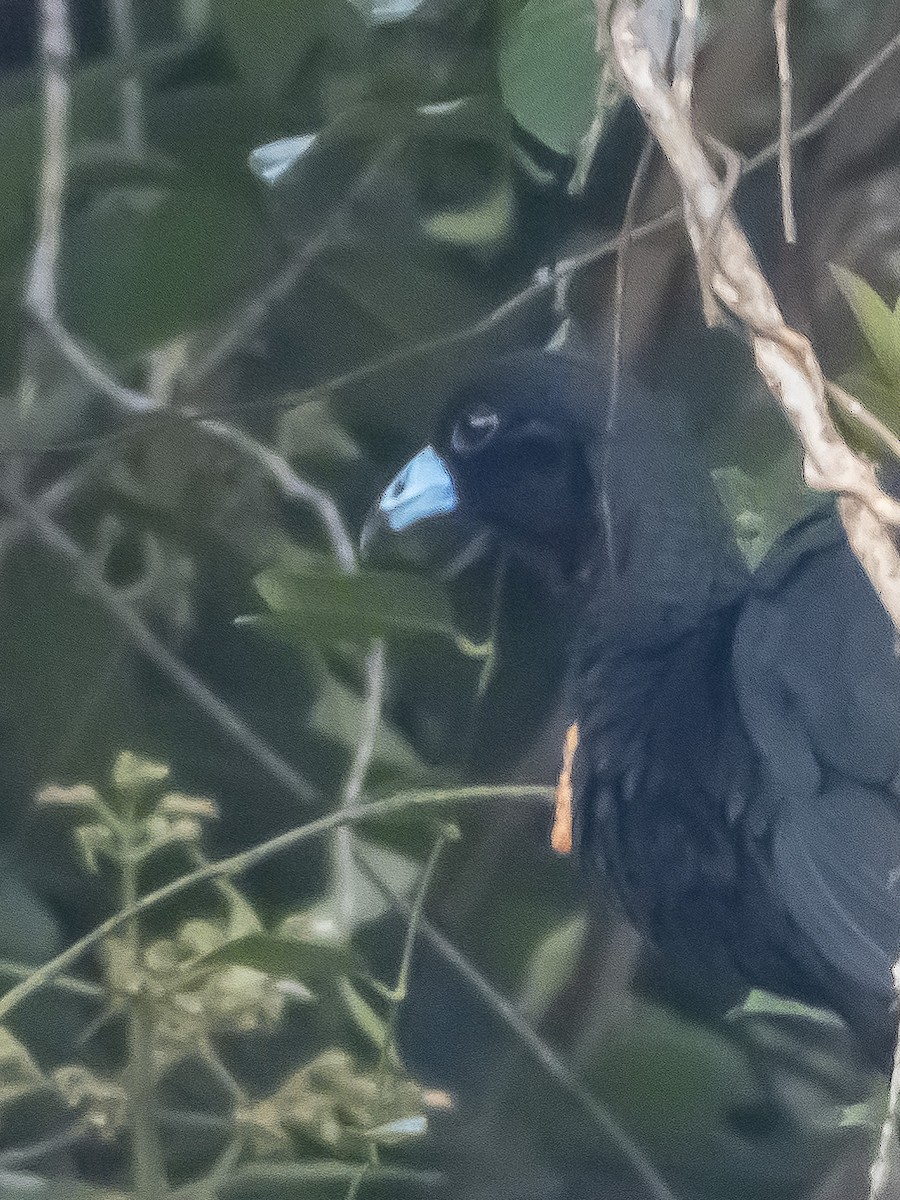 Wattled Guan - ML620720940