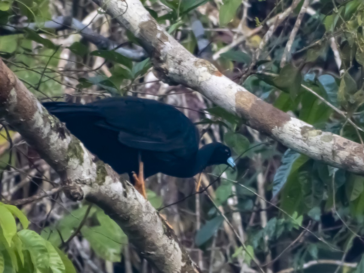 Wattled Guan - Abel Atehortua