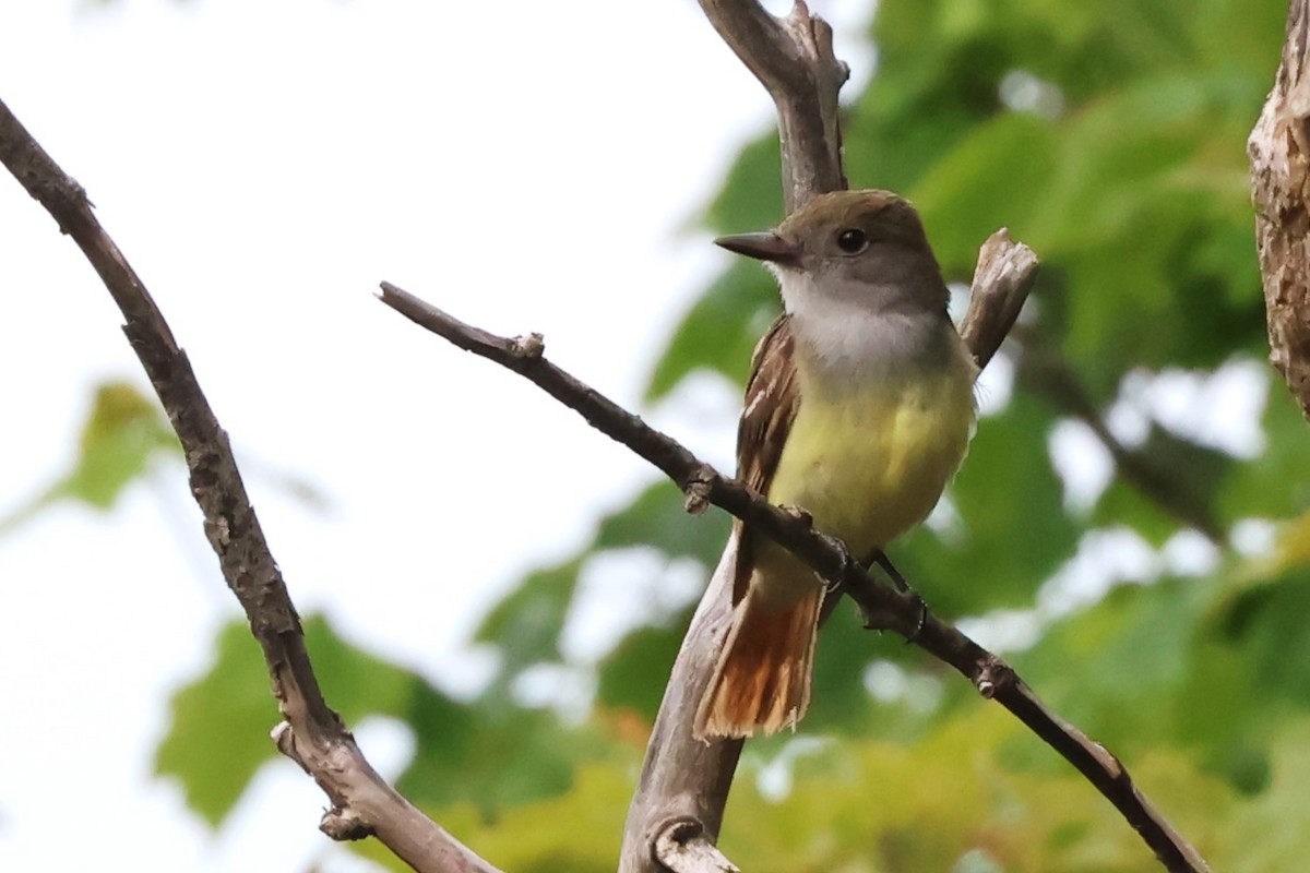 Great Crested Flycatcher - ML620720943