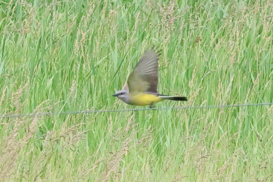 Western Kingbird - ML620720944