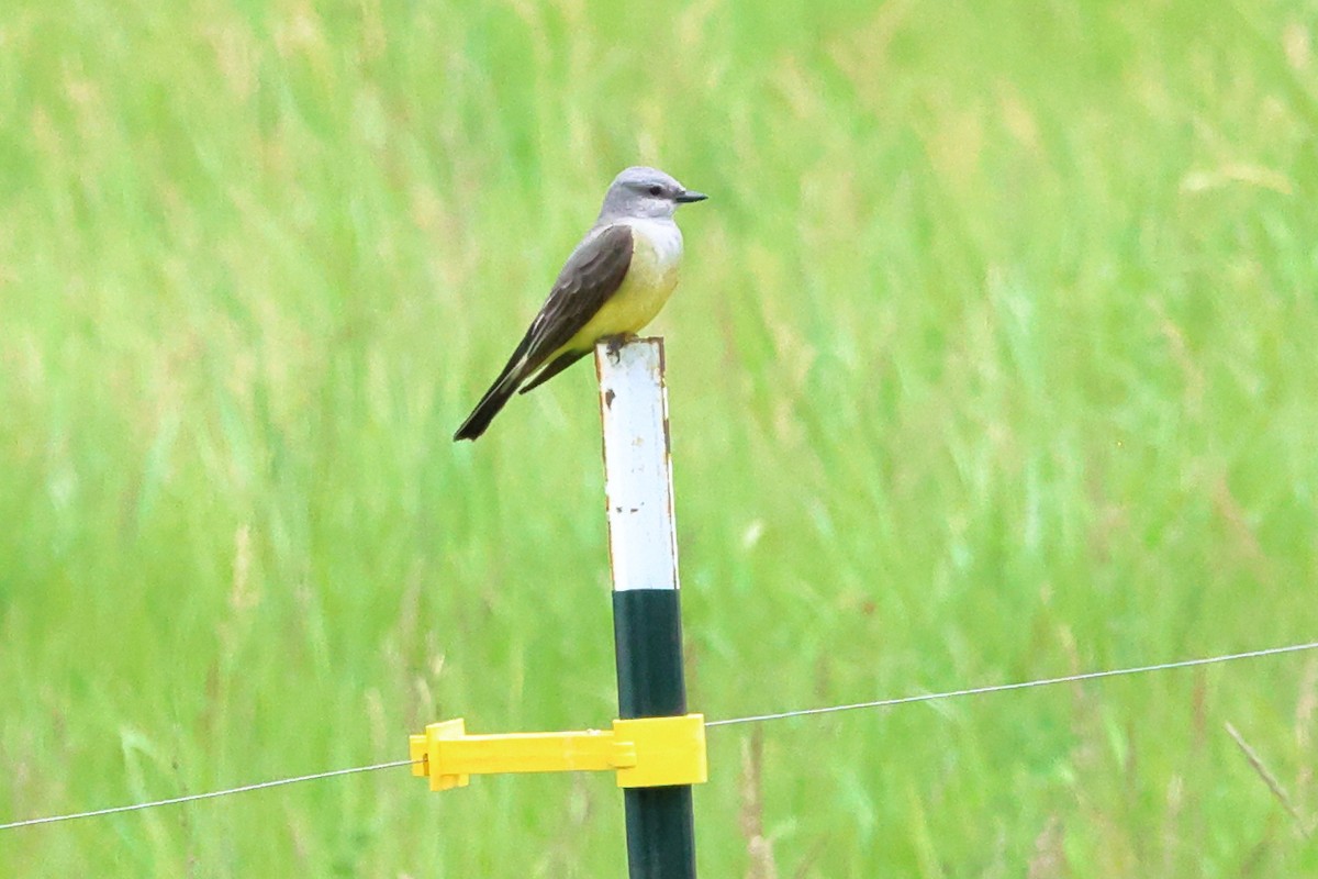 Western Kingbird - ML620720945