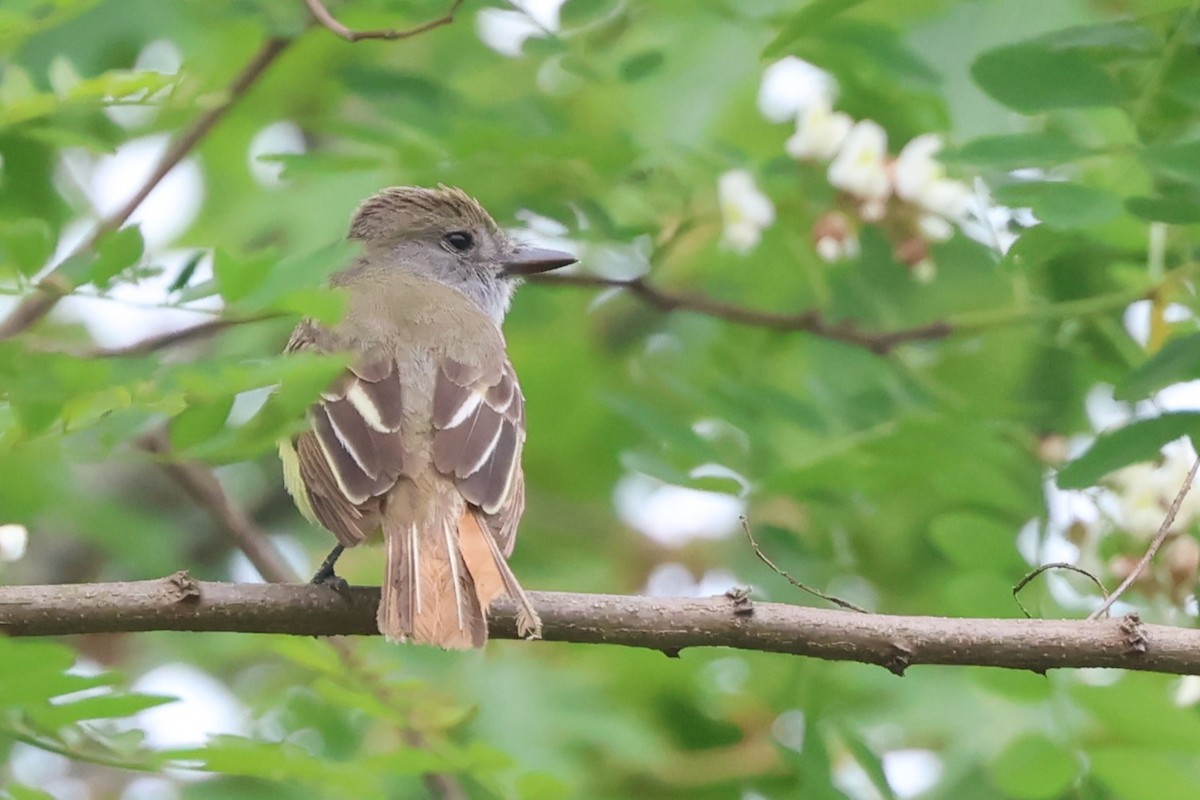 Great Crested Flycatcher - ML620720948
