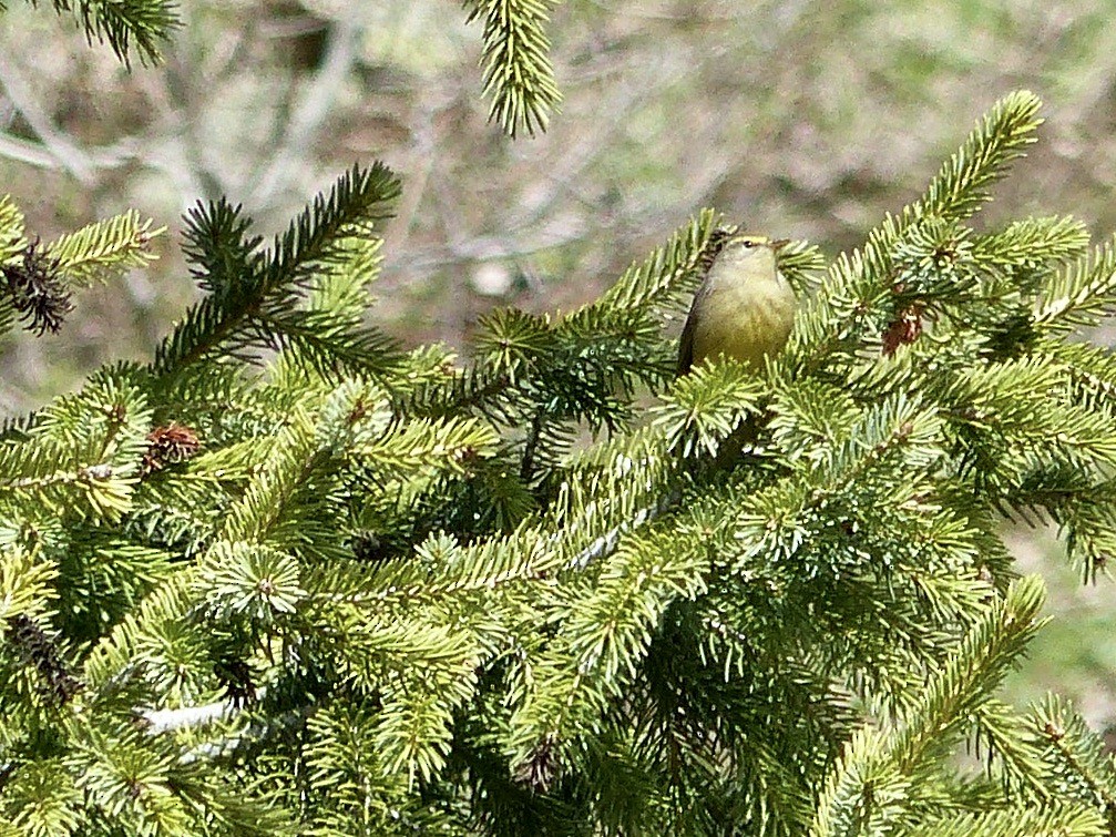 Mosquitero del Pamir - ML620720949