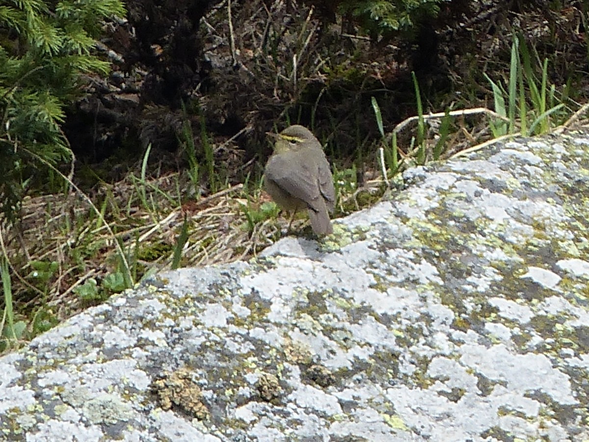 Sulphur-bellied Warbler - ML620720950