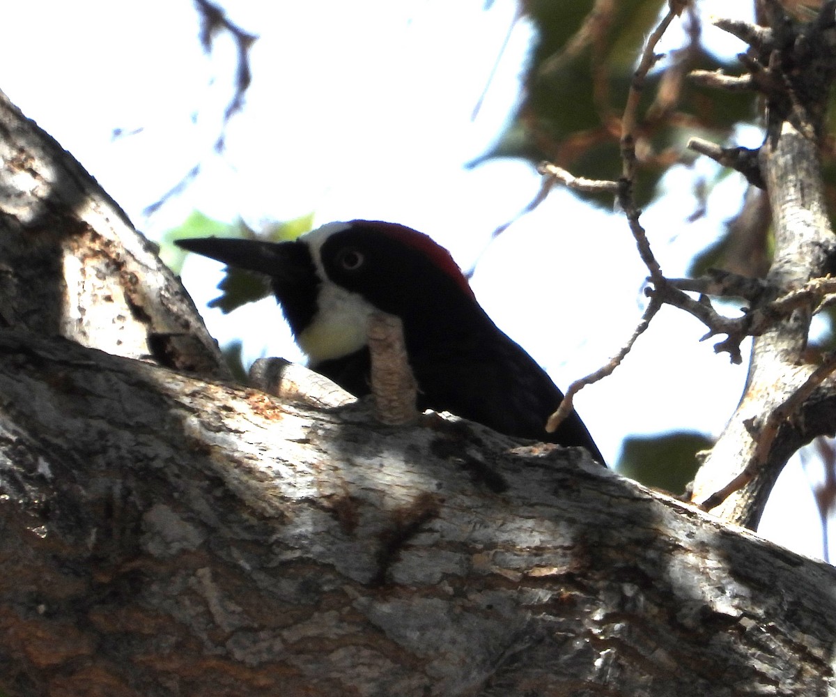 Acorn Woodpecker - ML620720954