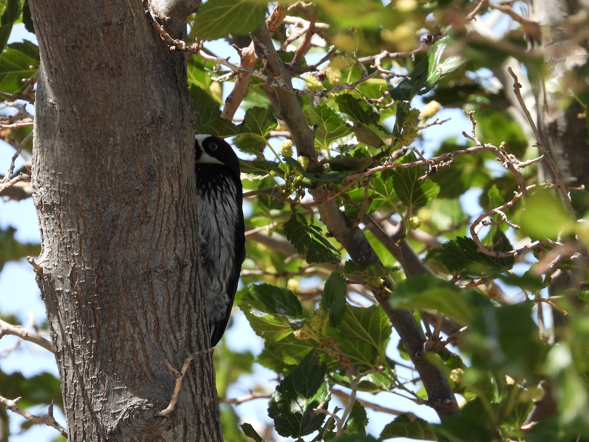 Acorn Woodpecker - ML620720956