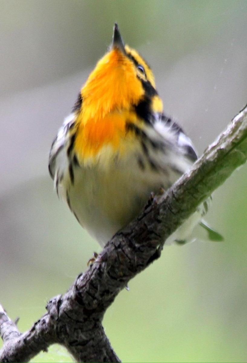 Blackburnian Warbler - ML620720961