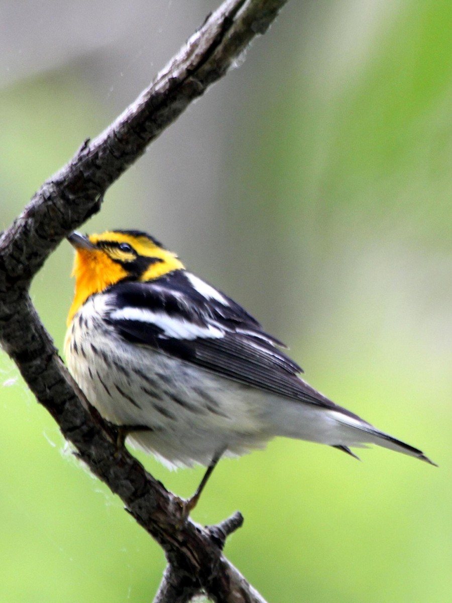 Blackburnian Warbler - ML620720963