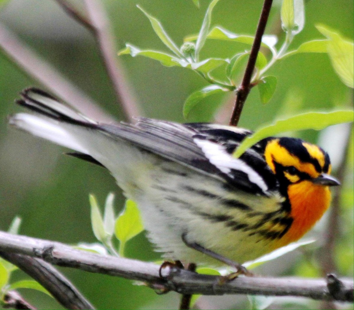 Blackburnian Warbler - ML620720964