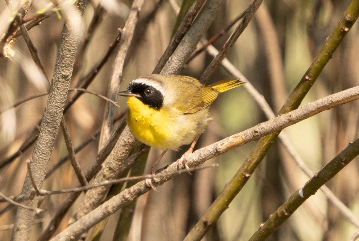 Common Yellowthroat - ML620720965