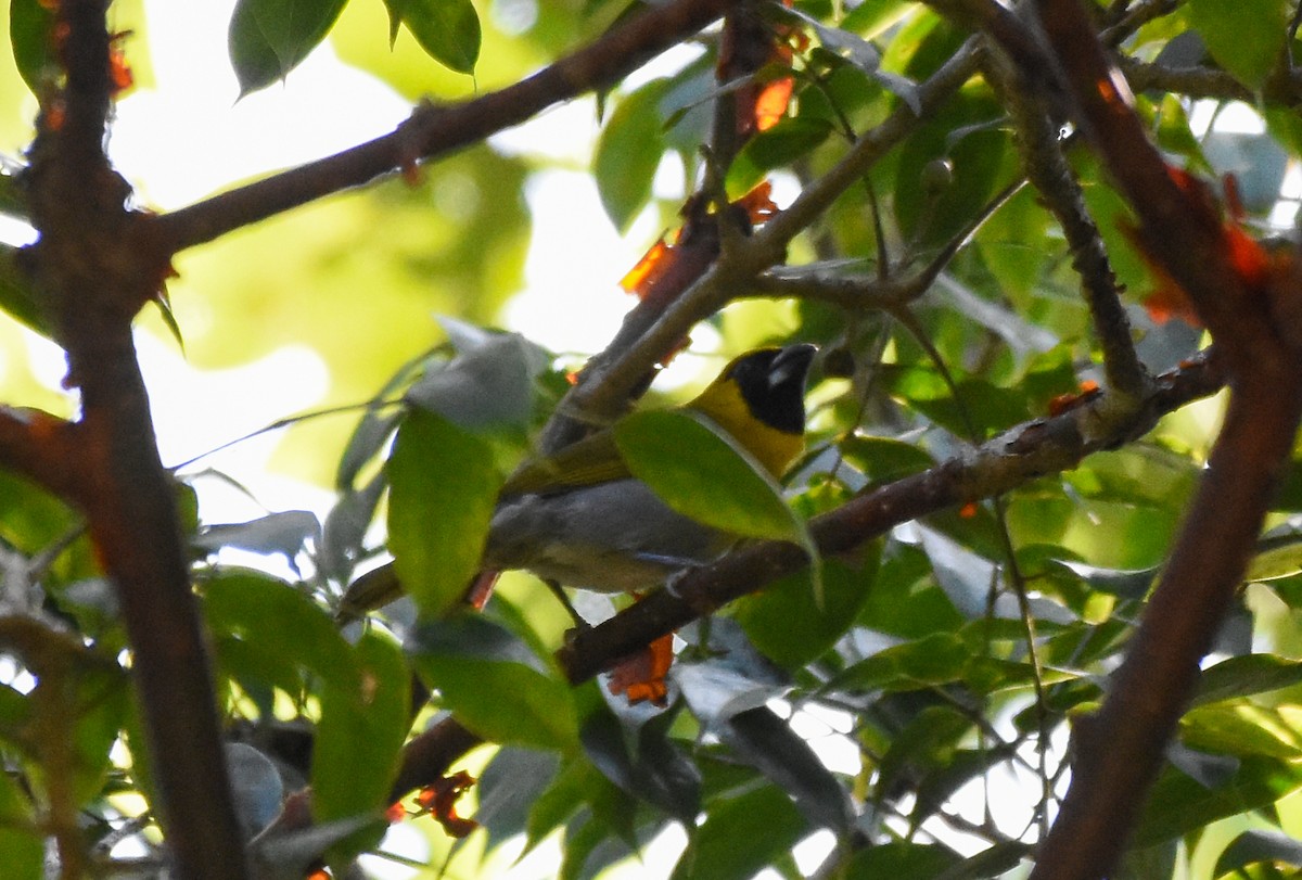 Black-faced Grosbeak - ML620720967