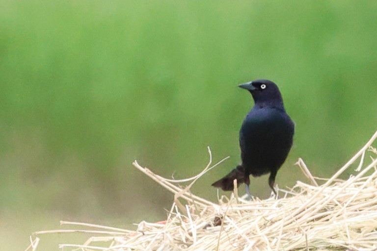 Brewer's Blackbird - ML620720968