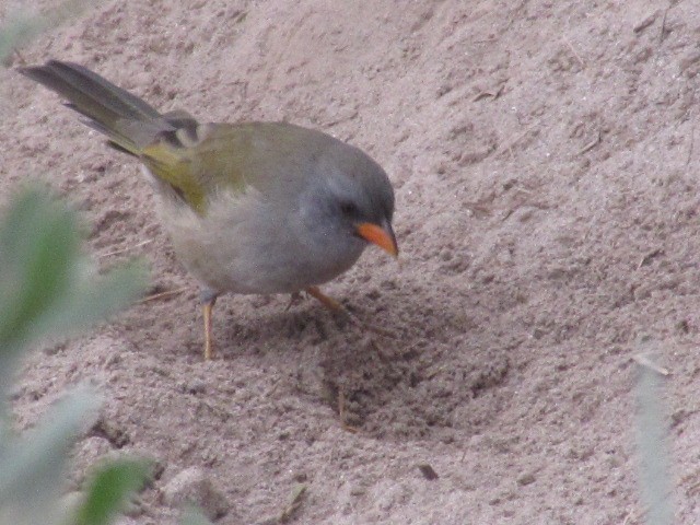 Great Pampa-Finch - ML620720970