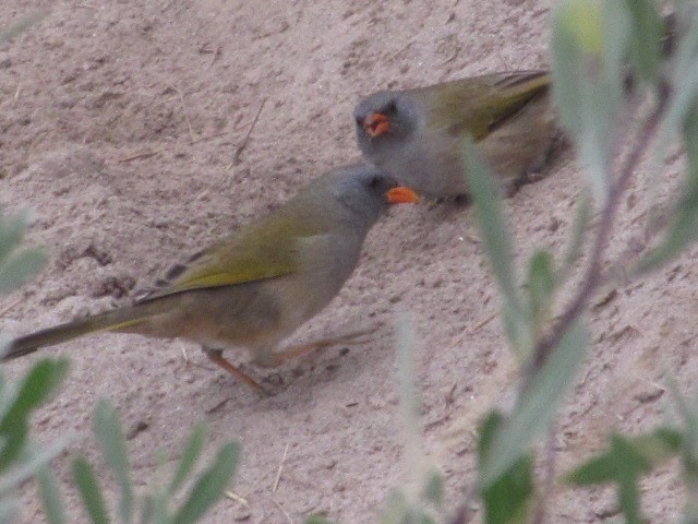 Great Pampa-Finch - ML620720971