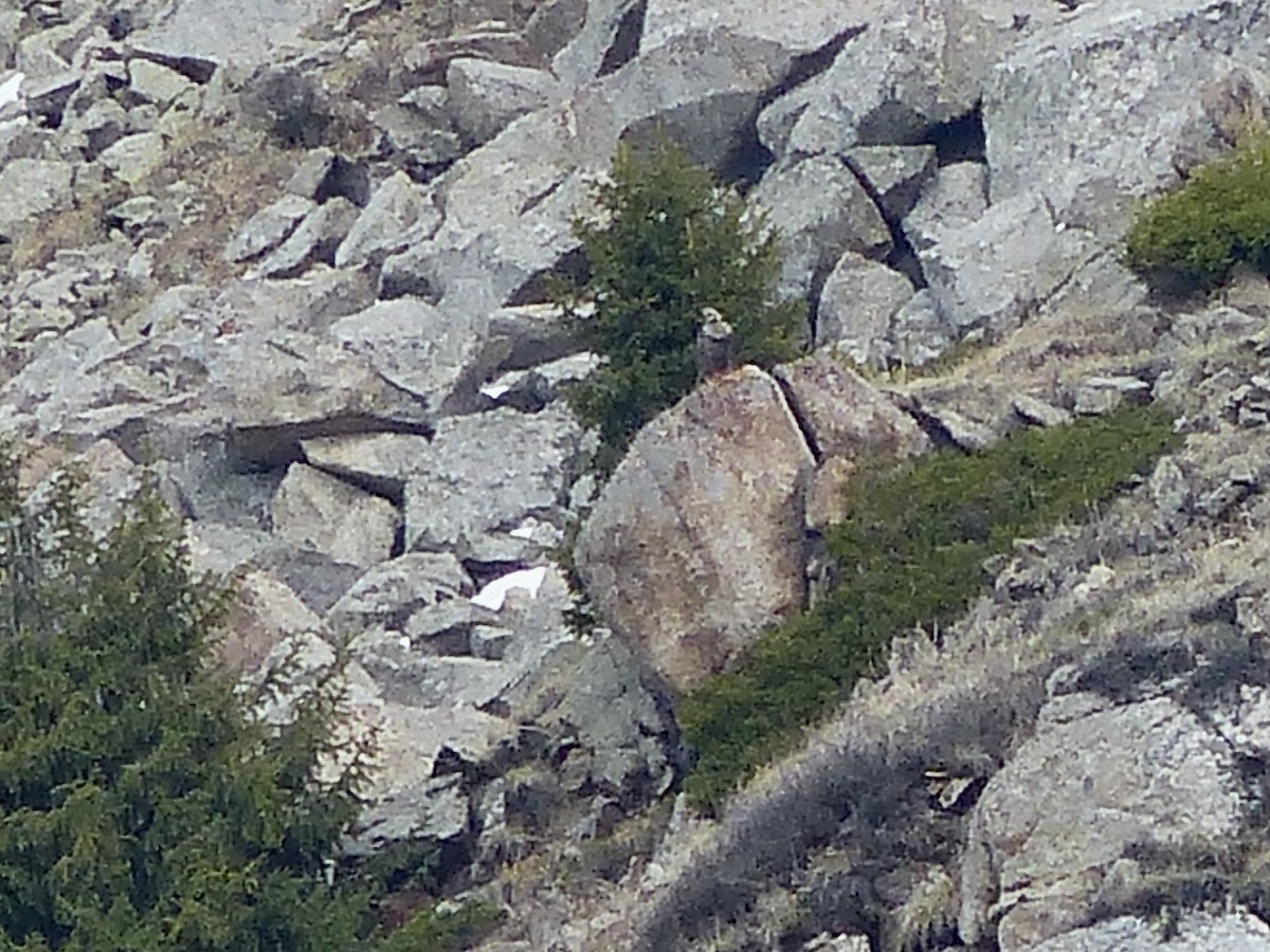 Himalayan Snowcock - ML620720973