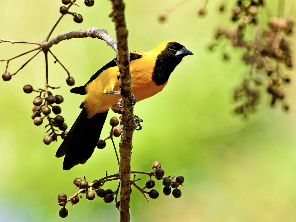 Yellow-backed Oriole - jianping dong