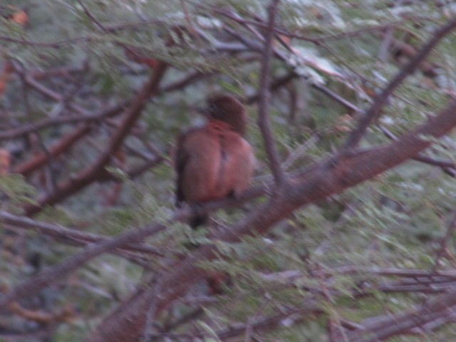 Red-crested Finch - ML620720984