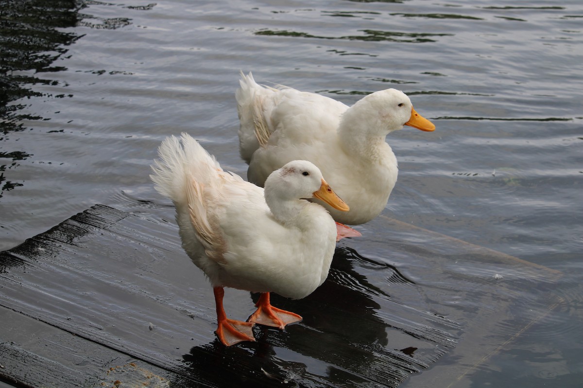 Mallard (Domestic type) - Anonymous