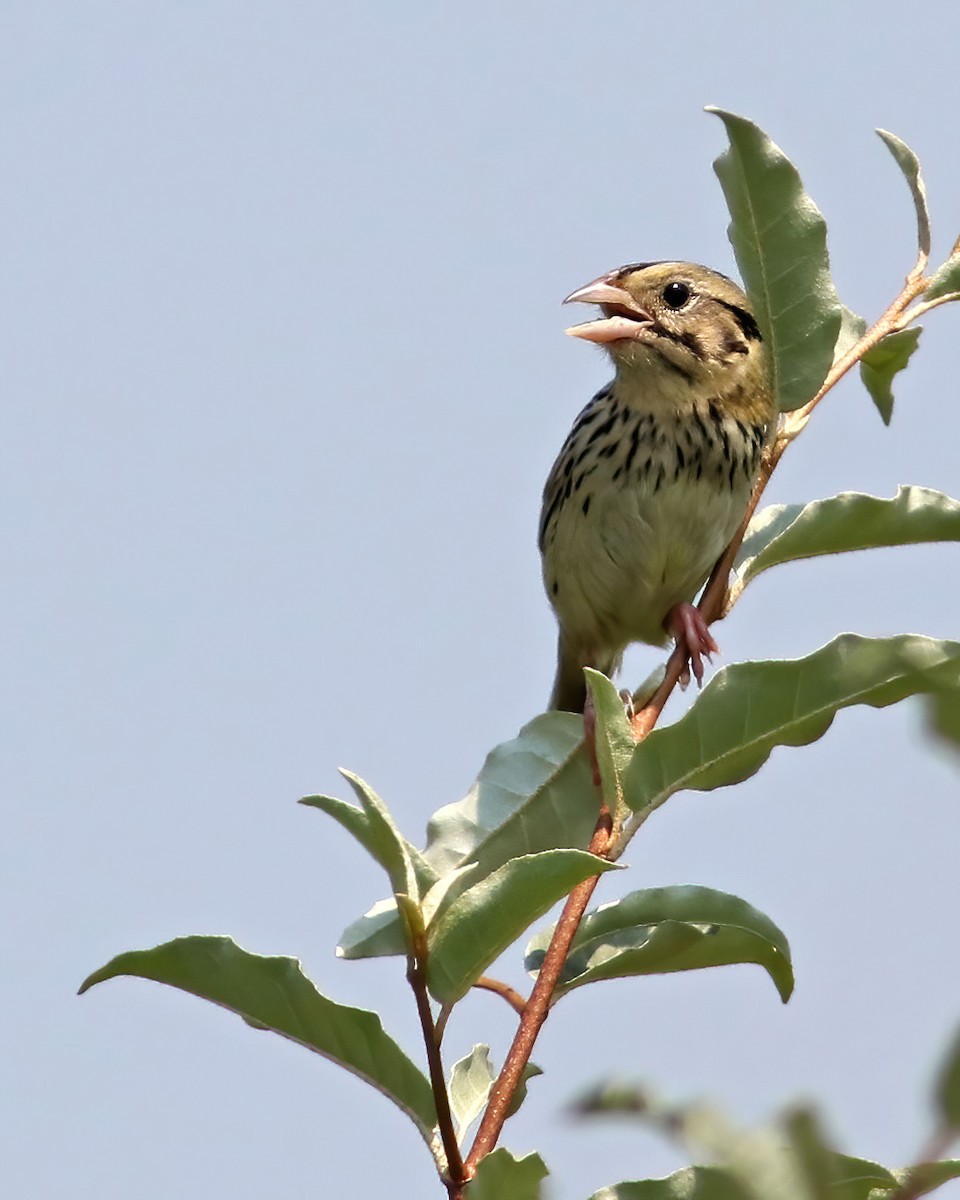 Henslow's Sparrow - ML620720993