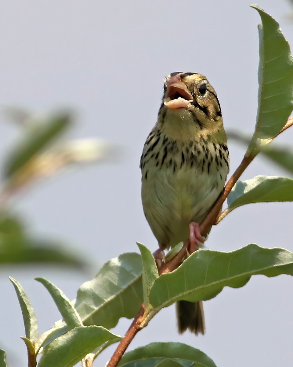 Henslow's Sparrow - ML620720994