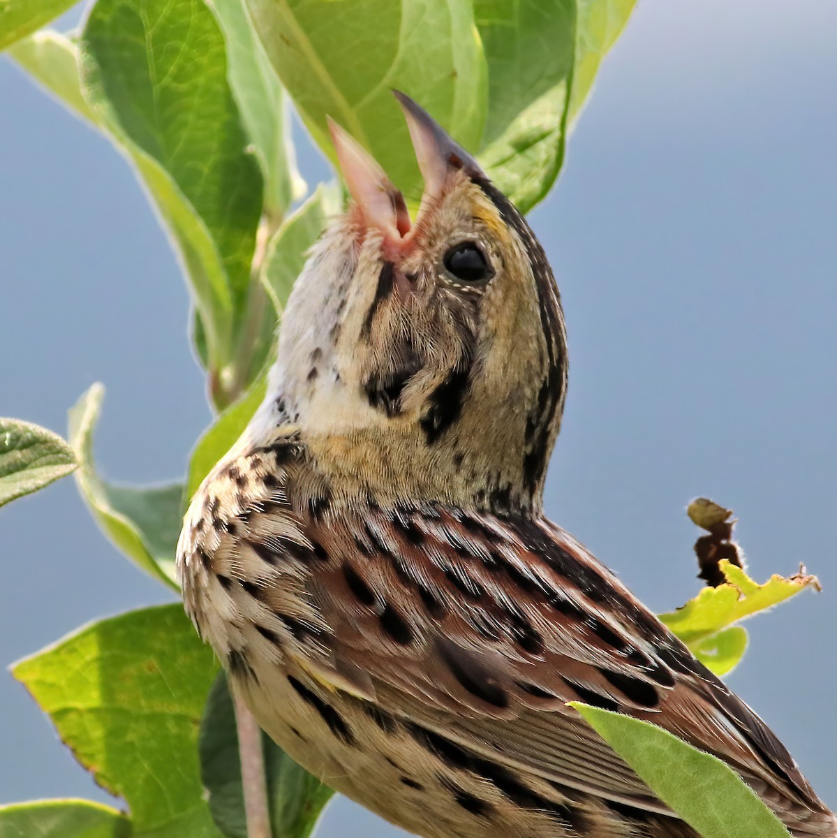 Henslow's Sparrow - ML620720996