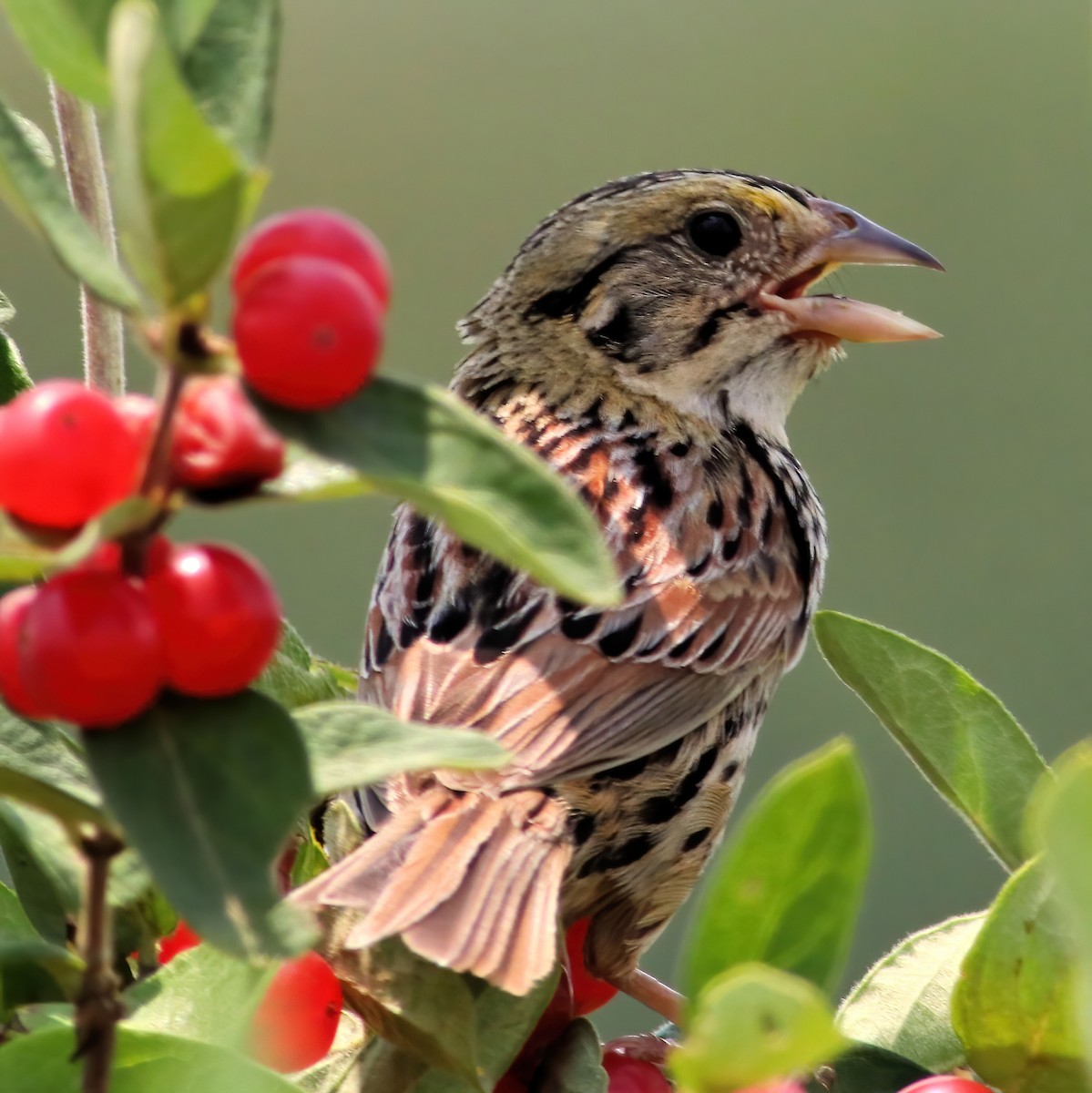 Henslow's Sparrow - ML620721000