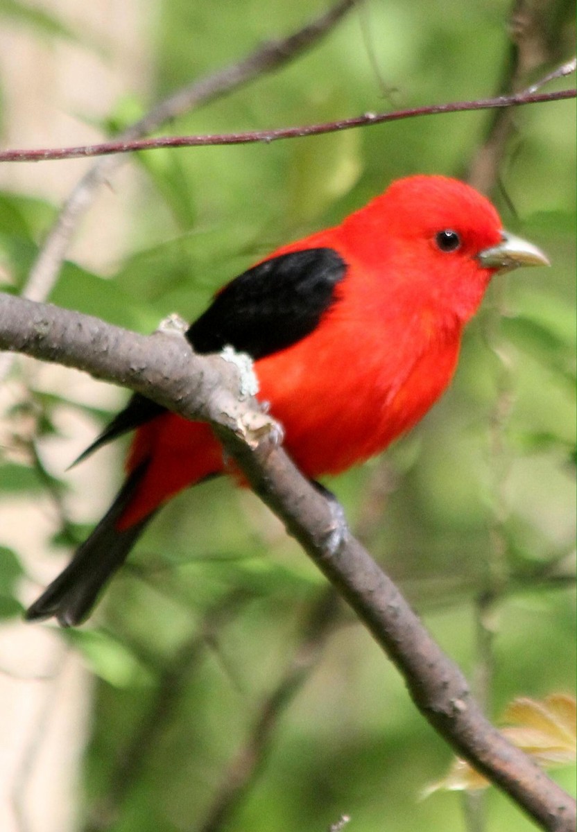 Scarlet Tanager - ML620721003