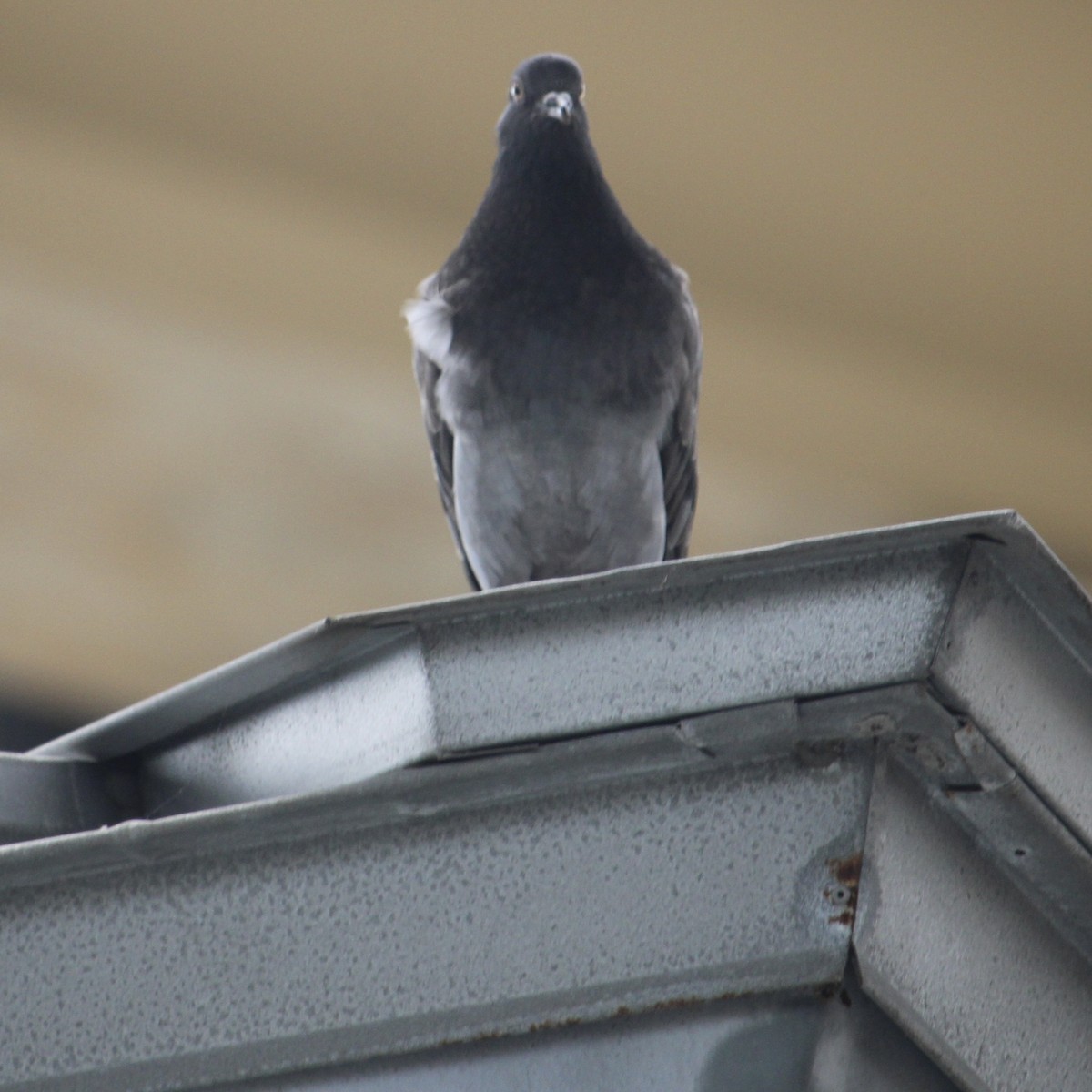 Rock Pigeon (Feral Pigeon) - ML620721005