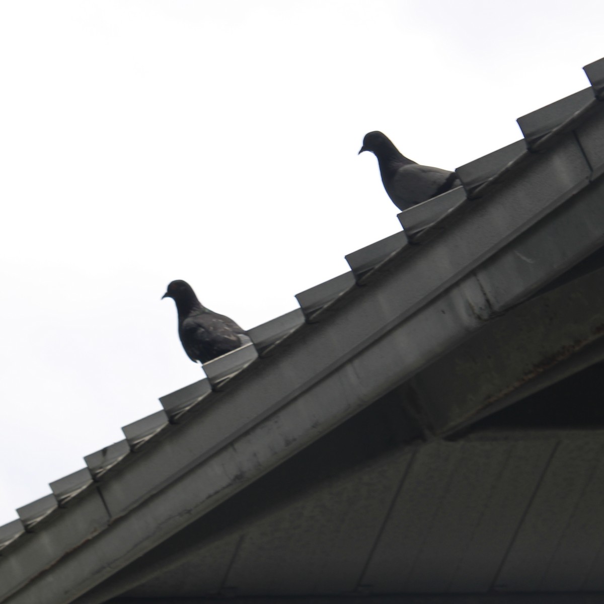 Rock Pigeon (Feral Pigeon) - ML620721007