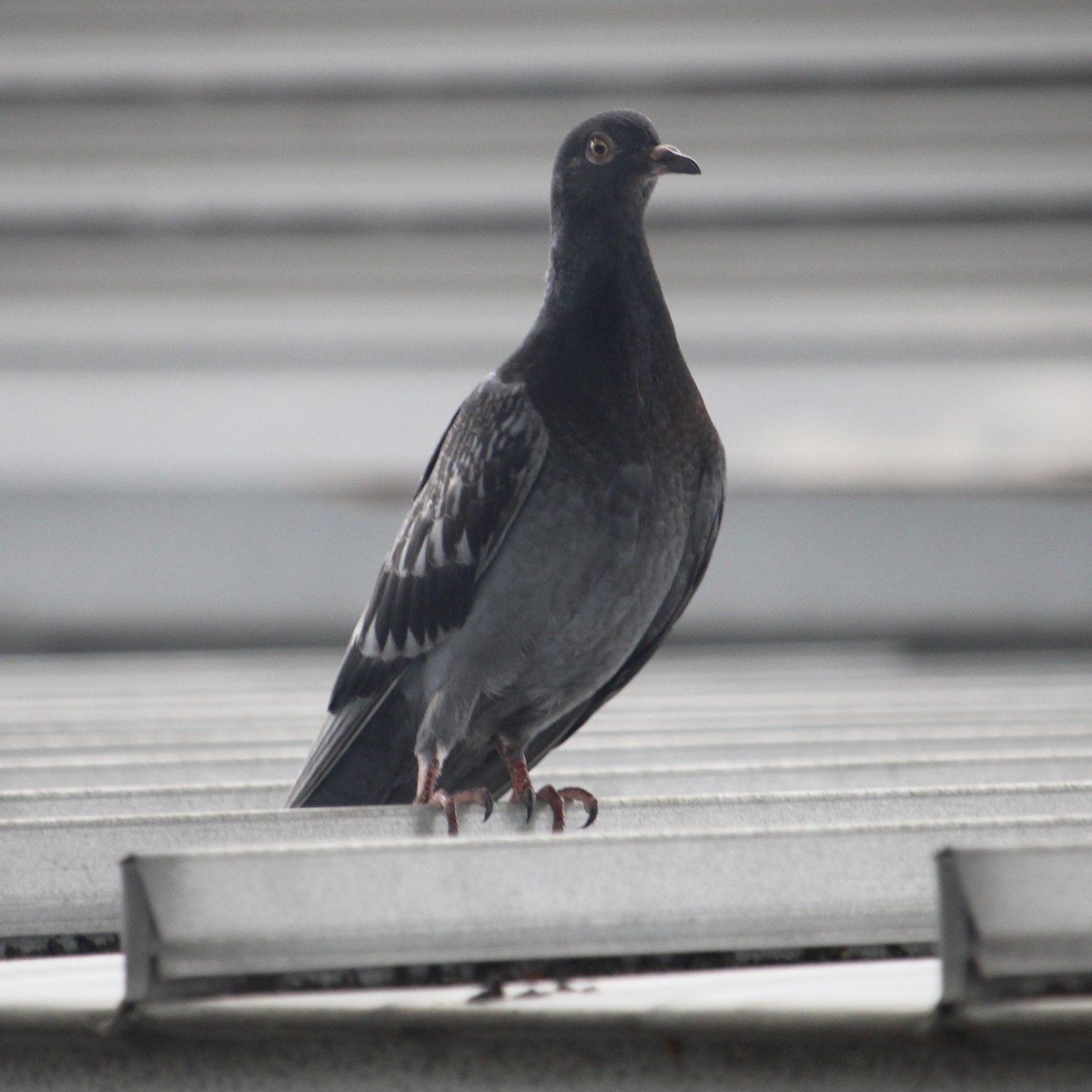 Rock Pigeon (Feral Pigeon) - ML620721008