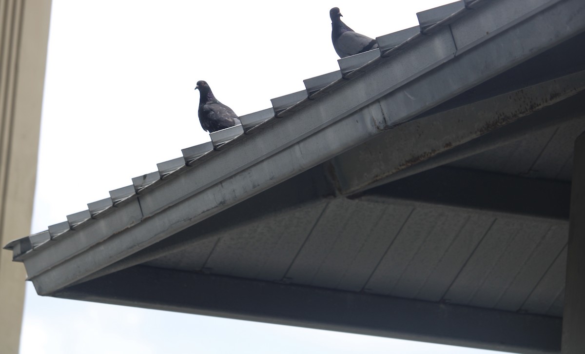 Rock Pigeon (Feral Pigeon) - ML620721009