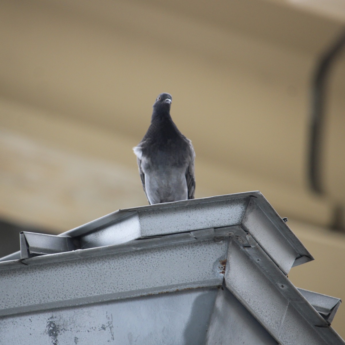 Rock Pigeon (Feral Pigeon) - ML620721010