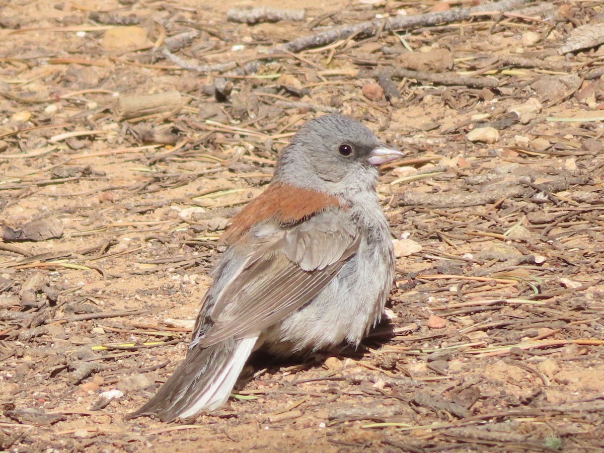 Dark-eyed Junco (Gray-headed) - ML620721013