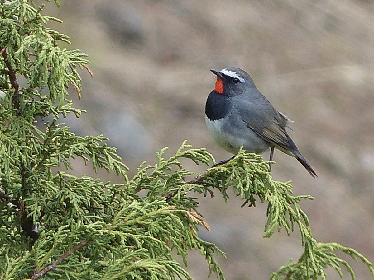 Himalayan Rubythroat - ML620721019