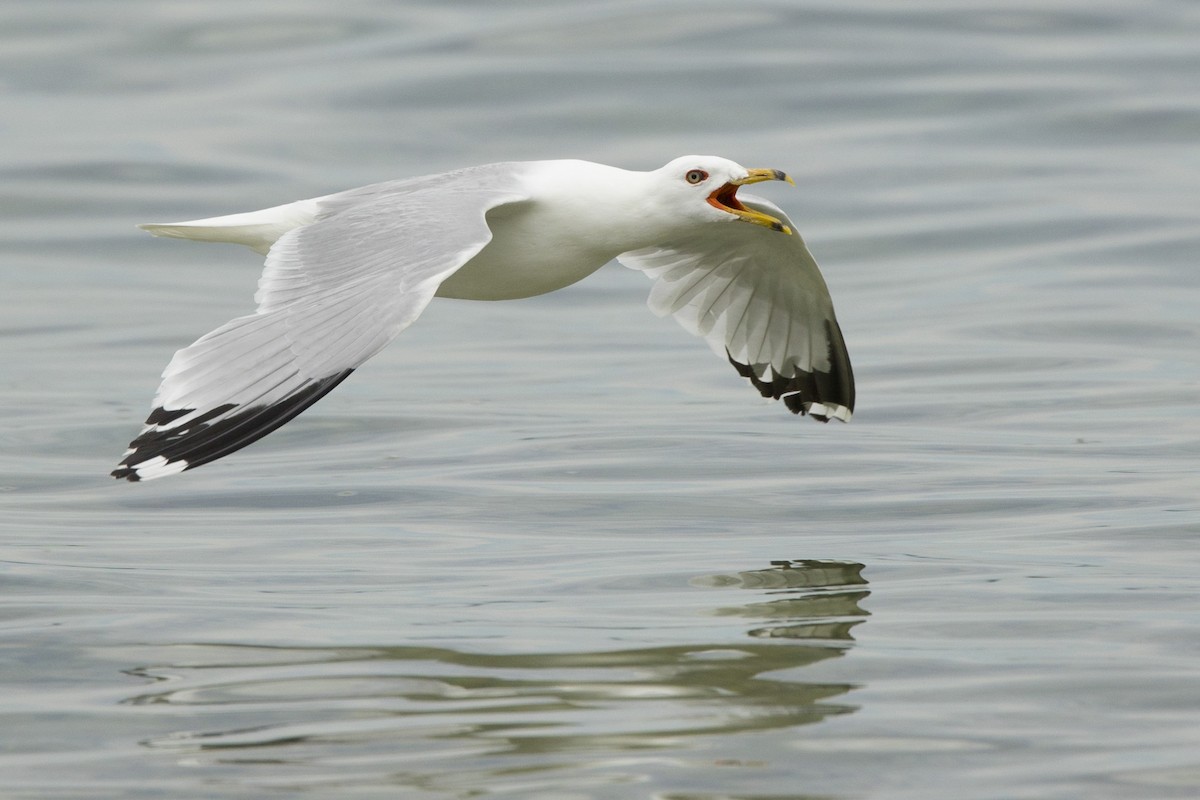 Ring-billed Gull - ML620721030