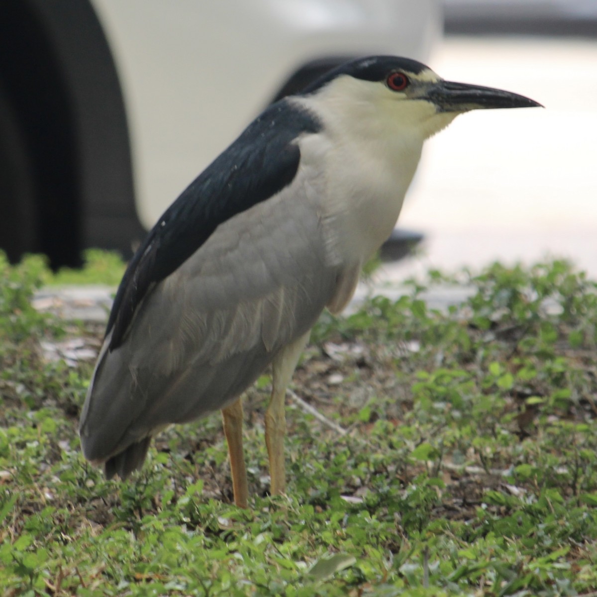 Black-crowned Night Heron - ML620721032