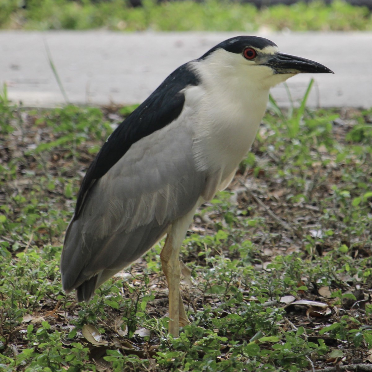 Black-crowned Night Heron - ML620721034