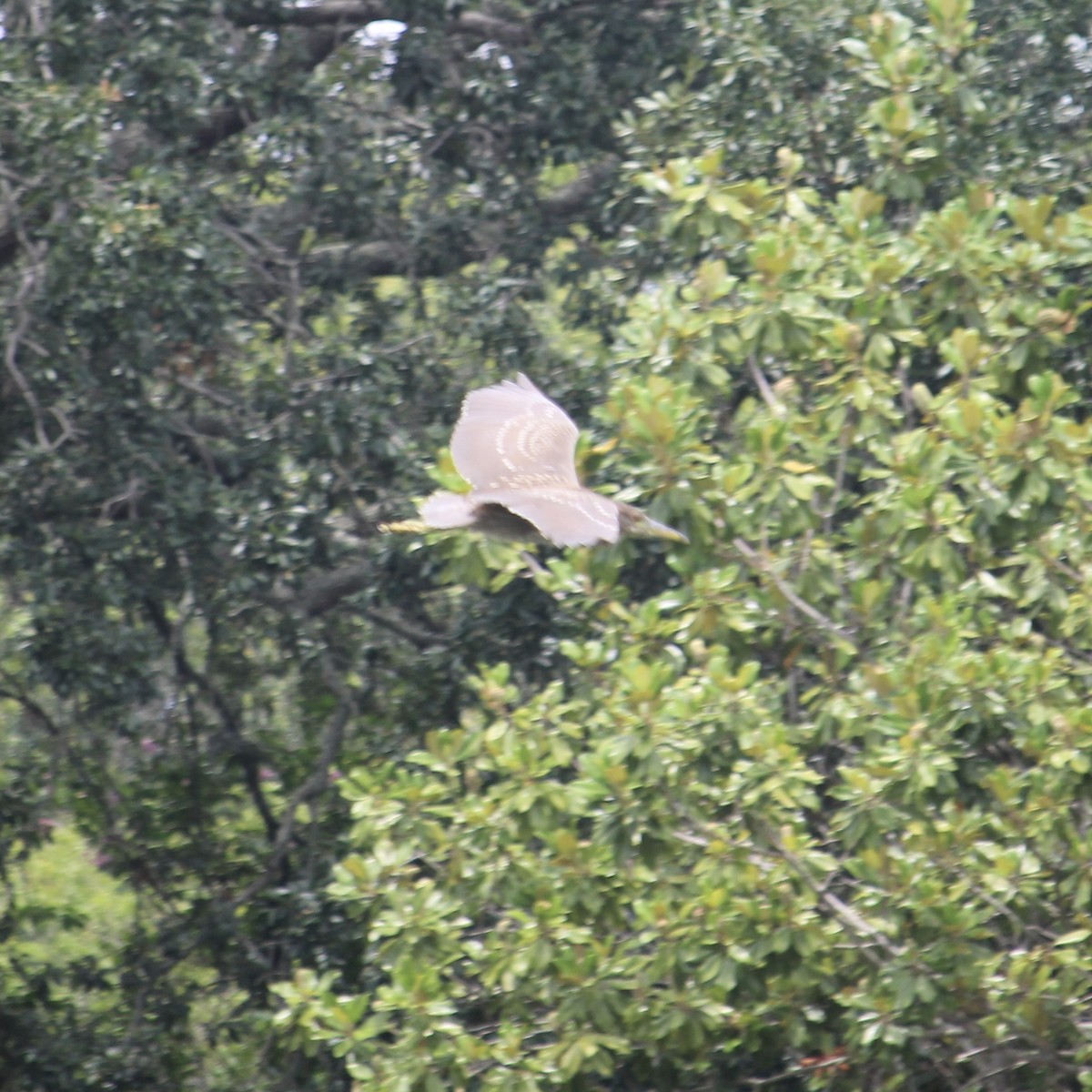 Black-crowned Night Heron - ML620721035