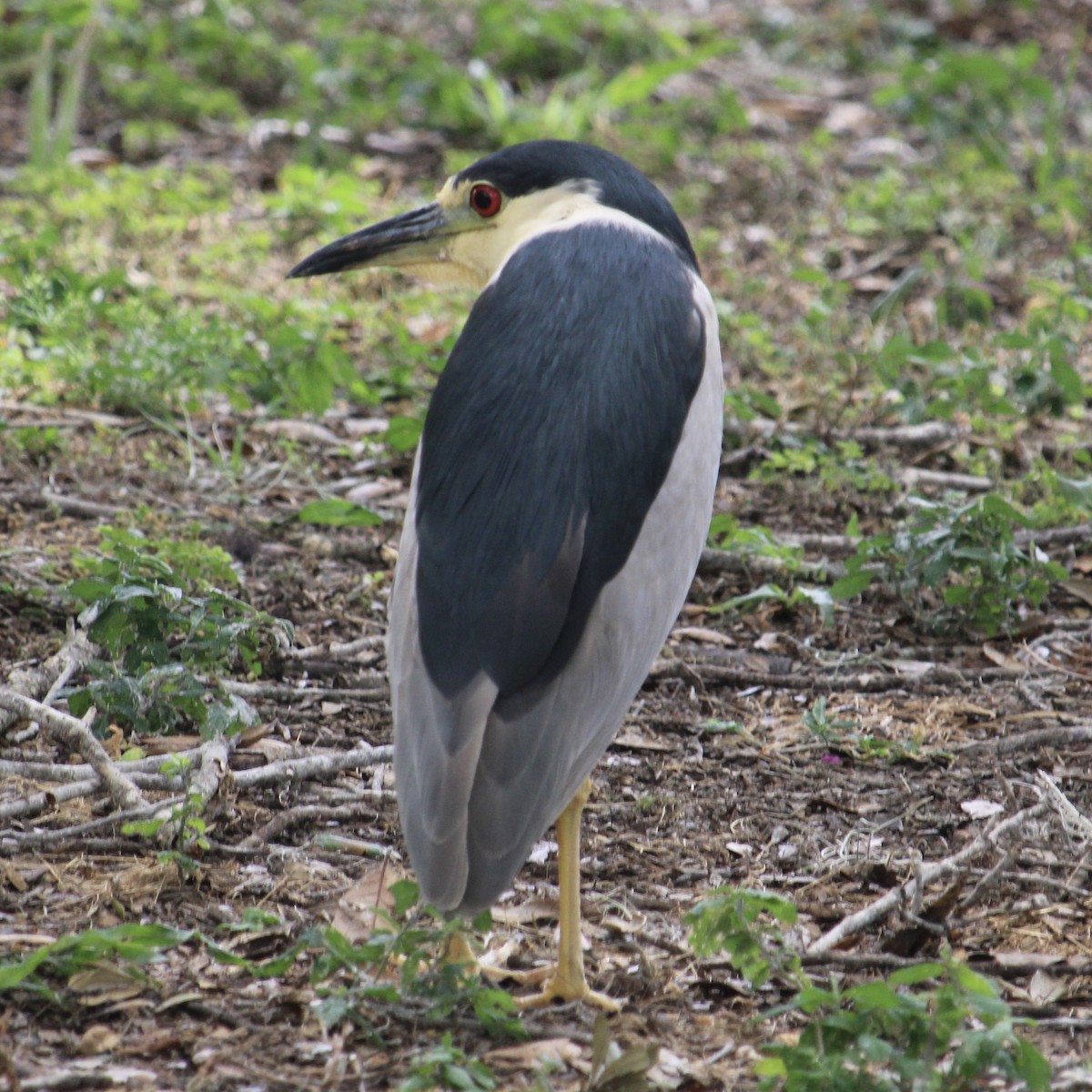 Black-crowned Night Heron - ML620721037