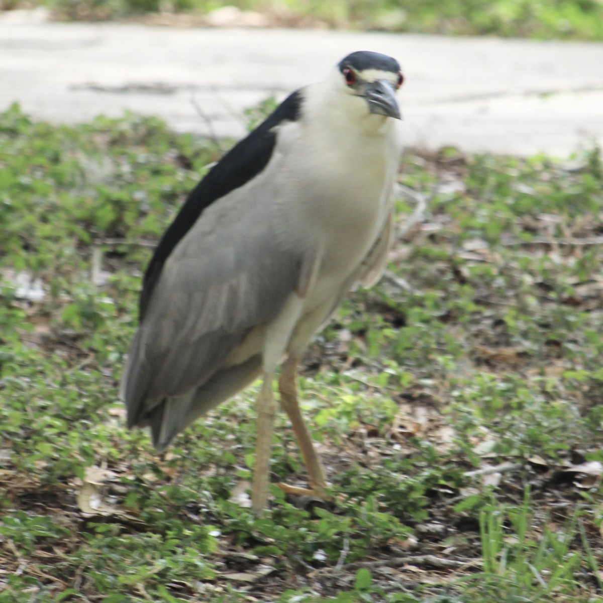 Black-crowned Night Heron - ML620721038