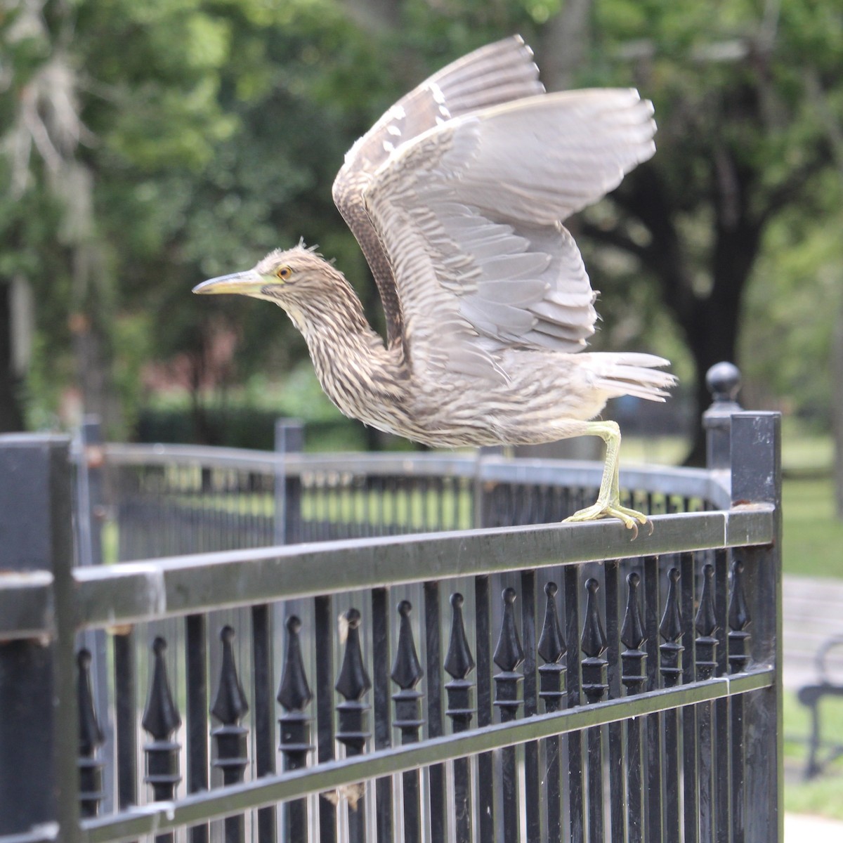 Black-crowned Night Heron - ML620721039